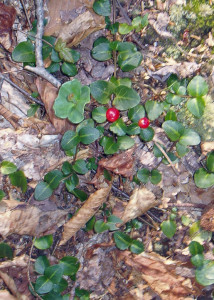 Jewel-like Checkerberries are tiny spots of brilliance on the forest floor. (Tim Jones photo)